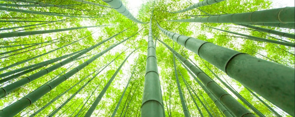 bamboo forest 
